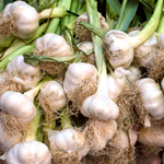 Garlic Farm