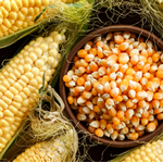 maize