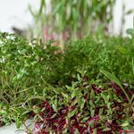 Microgreens Farm