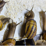 Snail Farm